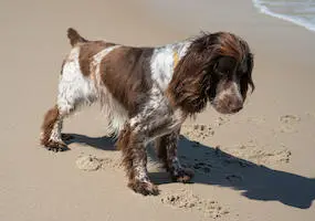 French Spaniel